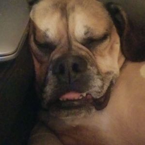 Meet your Posher, Paige